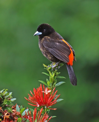 Scarlet Rumped Tanager